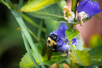 bumblebee