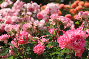 Rose garden
