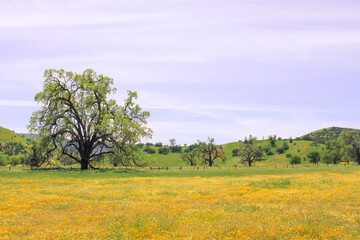 Wildfower Field
