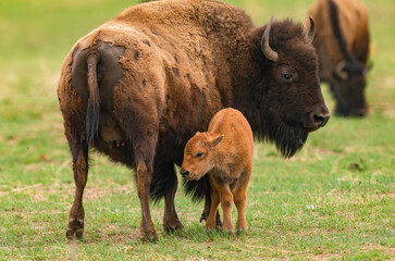 A Mother Bison looks toward  her baby calf as it walks toward her backside to nurse at her udder. © Susan Hodgson