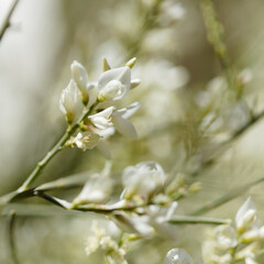 Obraz premium flora of Gran Canaria - Retama rhodorhizoides, broom species endemic to Canary Islands 