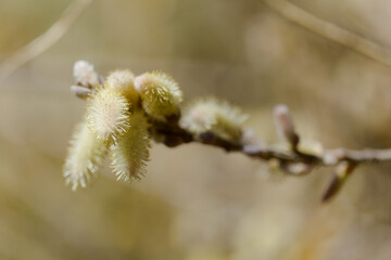Flora of Gran Canaria -  Salix canariensis, Canary Islands willow, soft light yellow catkins flowering in winter
