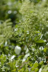 Flora of Gran Canaria - Ruta chalepensis, fringed rue, introduced species, natural macro floral...