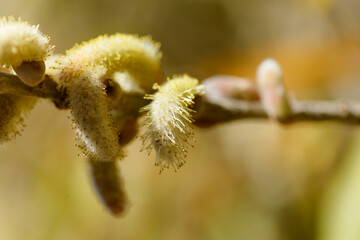 Flora of Gran Canaria -  Salix canariensis, Canary Islands willow, soft light yellow catkins flowering in winter
