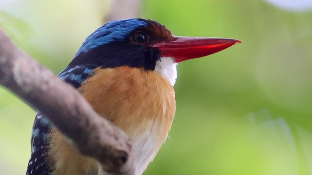 Nature wildlife image of Male Banded kingfisher (Lacedo pulchella) perching on tree branch-Vertical Footage
