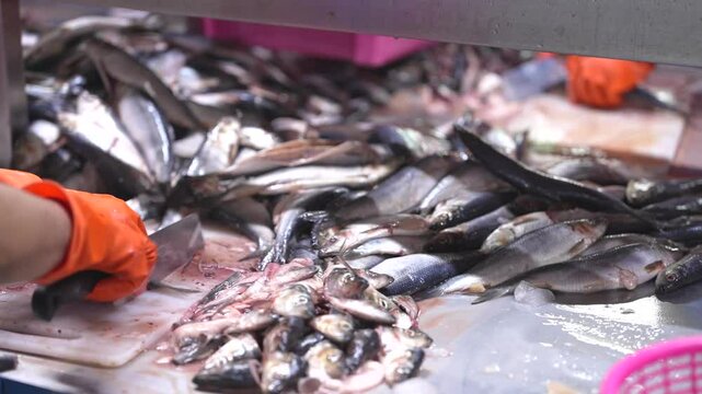 Fresh fish prepared for processing in a clean factory setting on hygiene quality and efficient production workflows. Industrial seafood processing showcasing fresh fish on assembly line on food.