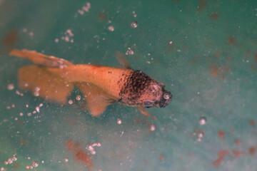 Defocused Betta fish 