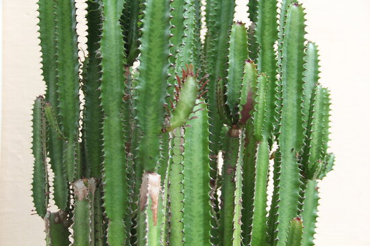Green cactus detailed close up