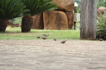 Little birds pecking at food on the ground in the square