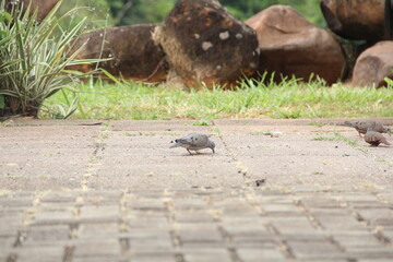 Obraz premium Little birds pecking at food on the ground in the square
