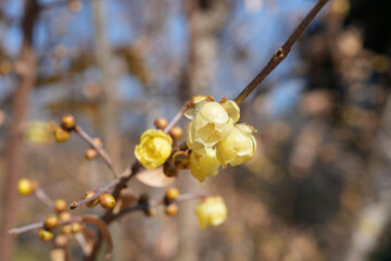 野川公園のソシンロウバイ