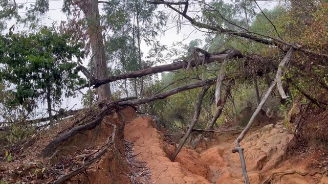 A powerful video captures the aftermath of a storm as a massive tree lies uprooted and shattered, its roots exposed against a backdrop of a ravaged forest. The video highlights the destructive fo