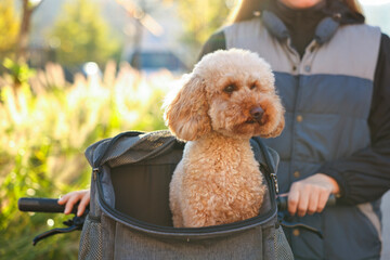 Woman with bicycle and cute Toy Poodle dog in pet carrier outdoors on sunny day, closeup