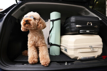 Cute Toy Poodle dog with suitcases and mat in car trunk