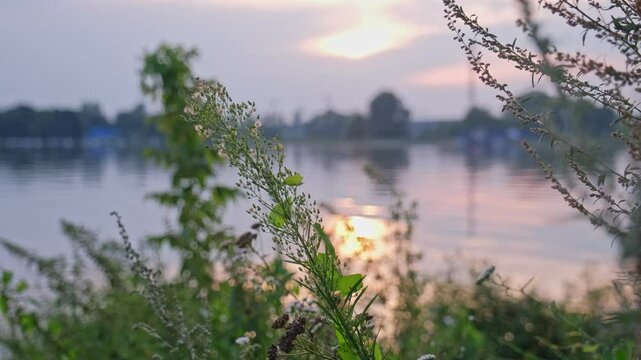 Scenic Closeup of Green Canadian Horseweed Fleabane Coltstail Plant Growing by Serene Lake at Sunset