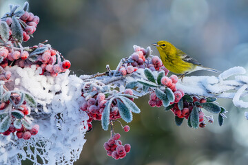 A pine warbler perched on a snow-covered tree branch with red berries