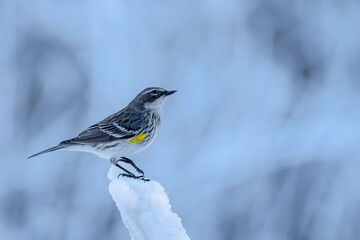 A yellow-rumped warbler perched on a snow-covered tree branch