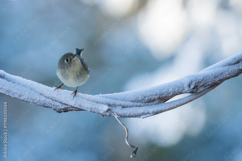 Canvas Prints a ruby crowned warbler perched on a snow-covered tree branch