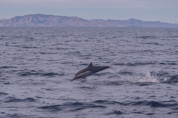 Fototapeta premium Dolphin jumping near the California coast