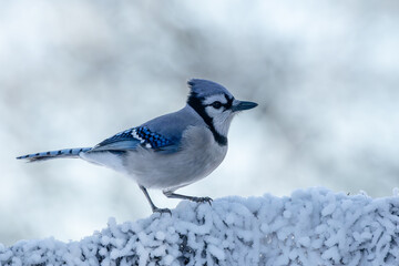 Blue jay perched on snow covered tree branch