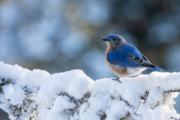 A bluebird perched on a snow-covered branch