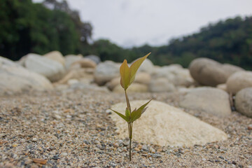 Young plant growing on the beach with rocks in the background