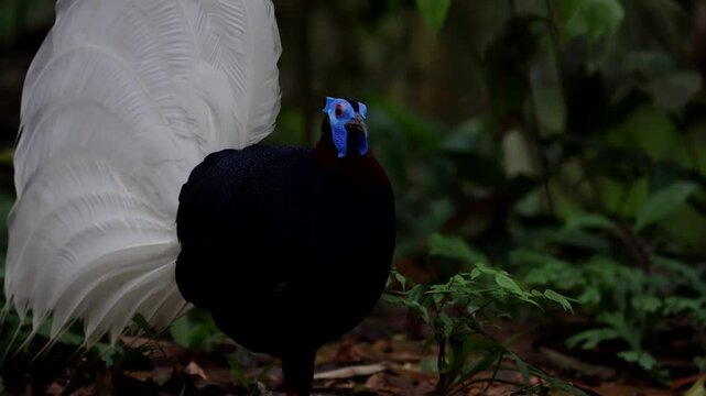 Amazing footage of Bulwer's Pheasant rare endemic big bird of Sabah Borneo island.
