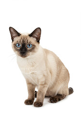 Adorable Siamese Kitten Blue Eyes Cream Fur Pet Cat