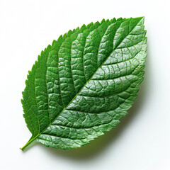 Obraz premium Leaf is shown on a white background. The leaf is green and has a slightly frosty appearance