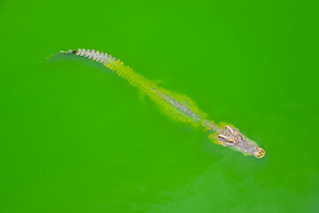Crocodile swimming through green water in a tropical environment during daylight