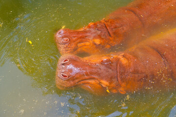 Two hippos enjoy a swim in a green pond during daylight, highlighting their playful nature and...