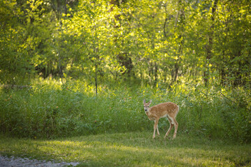 White-tailed deer in a beautiful summer field
