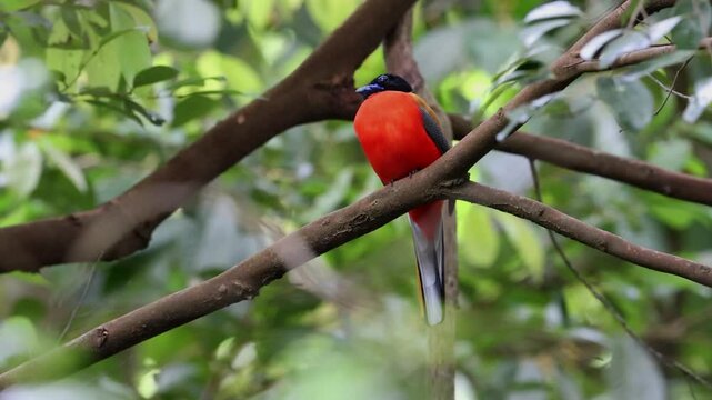 Nature wildlife of Scarlet-rumped trogon (Harpactes duvaucelii) perching on tree branches