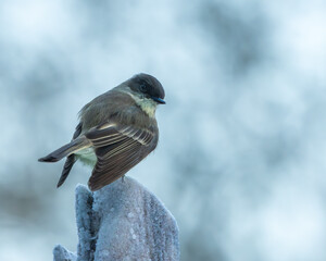 A phoebe perched on a snow-covered tree branch