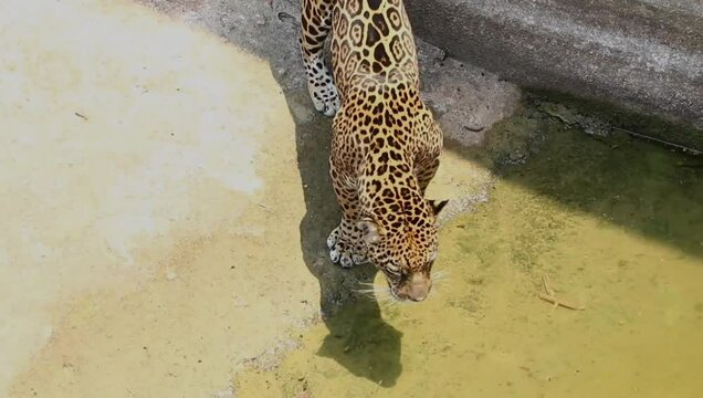 On&ccedil;a pintada vivendo sobre os cuidados no Zool&oacute;gico do CIGS 