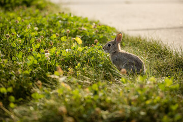 Rabbit sitting on a neighbourhood lawn