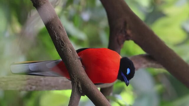 Nature wildlife of Scarlet-rumped trogon (Harpactes duvaucelii) perching on tree branches-Vertical Footage