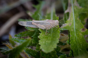 Closeup of brown grasshopper on a leaf