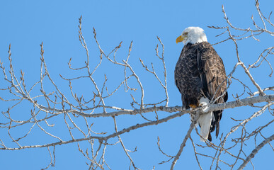 American bald eagle perched in a tree in winter.