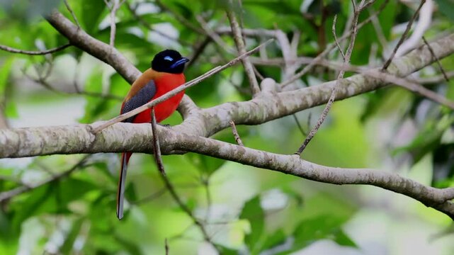 Nature wildlife of Scarlet-rumped trogon (Harpactes duvaucelii) perching on tree branches