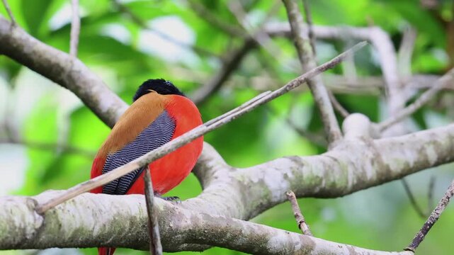 Nature wildlife of Scarlet-rumped trogon (Harpactes duvaucelii) perching on tree branches