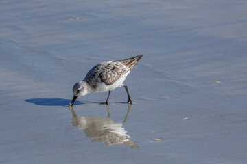 Willet feeding on the beach