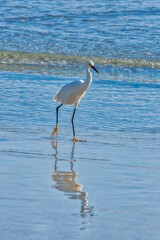 Snowy egret, wading