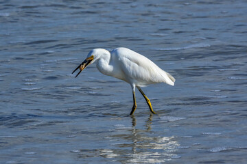 Snowy egret, wading, caught sand crab