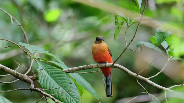 Nature wildlife of Scarlet-rumped trogon (Harpactes duvaucelii) perching on tree branches