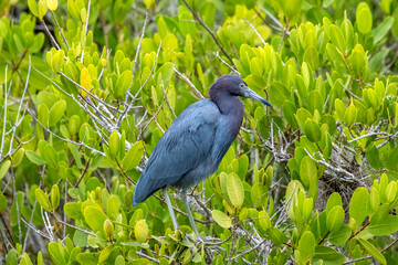 Little blue heron