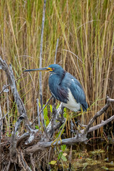 Tricolored heron