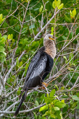 Female anhinga