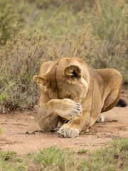 African Lion, Panthera leo, Tanzania, Africa