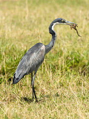 Black-headed Heron, Ardea melanocephala, Tanzania, Africa